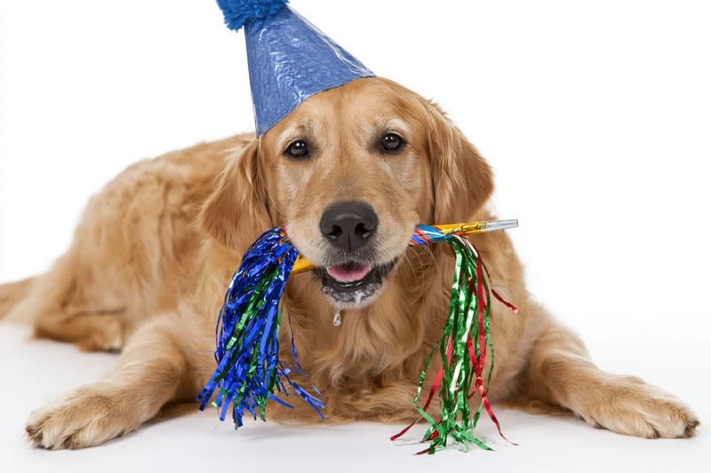 Golden retriever lying down wearing a blue party hat and holding streamers in its mouth on a white background
