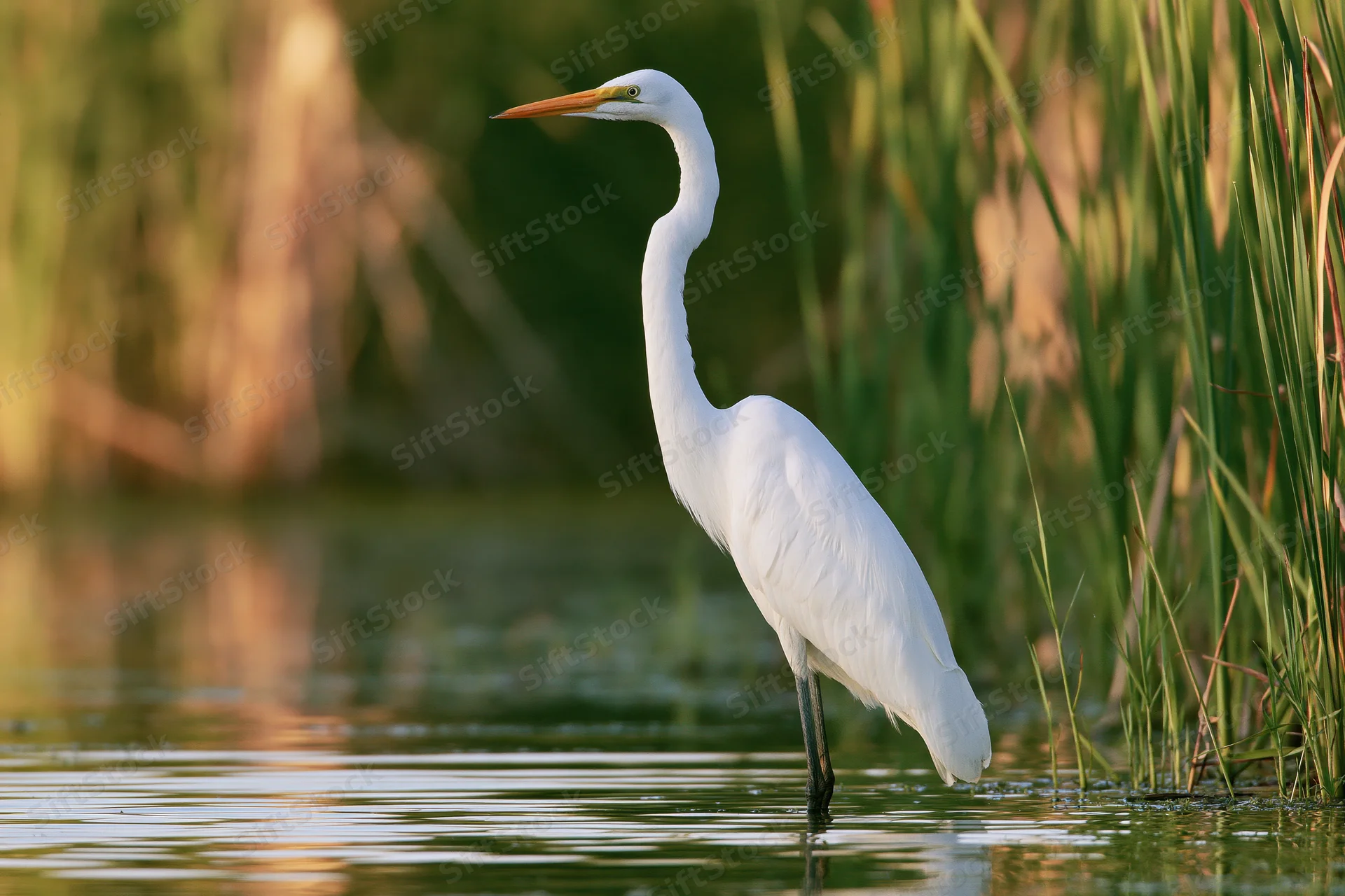 Great egret standing still in shallow wetland water among reeds