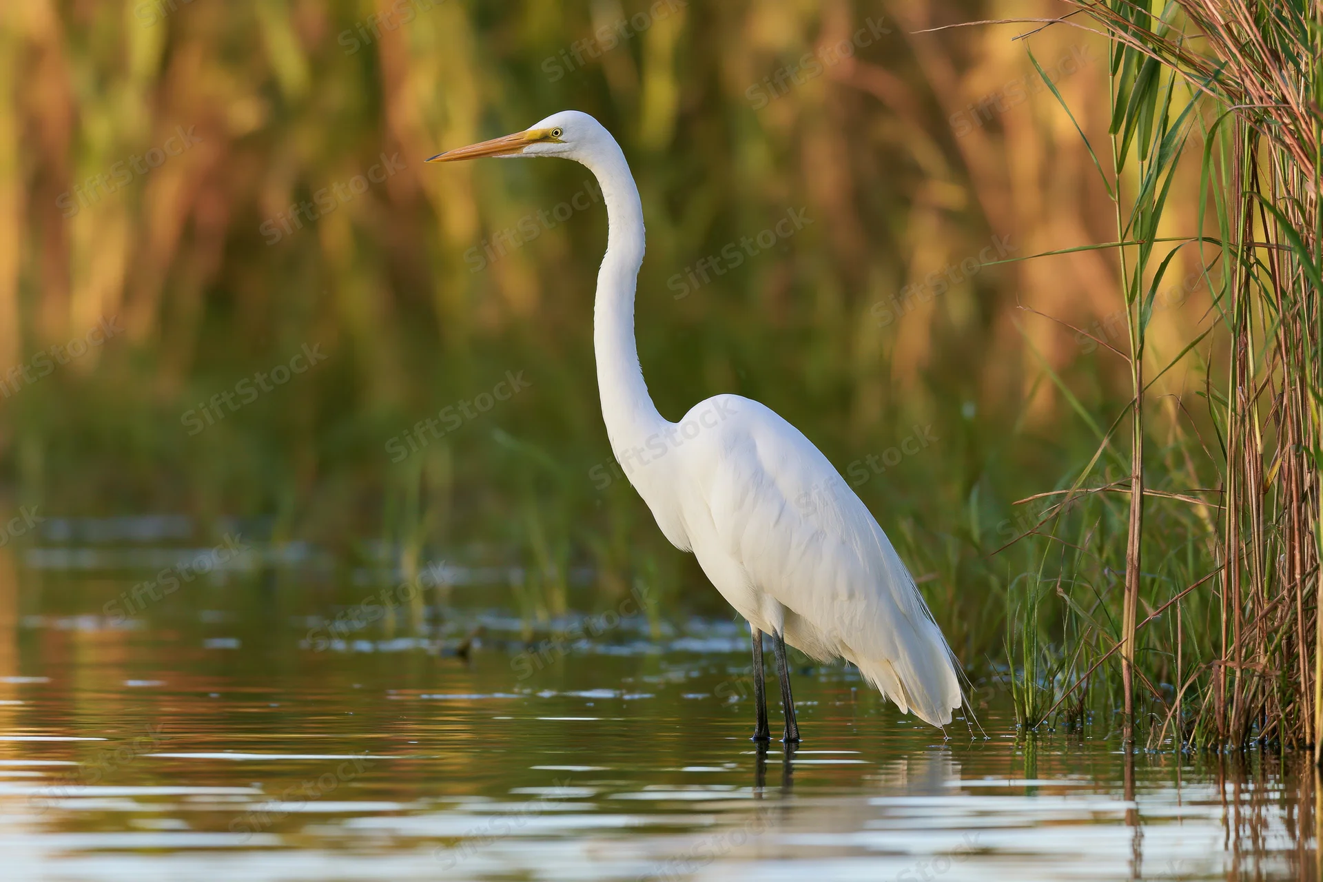 Great egret standing still in shallow wetland water near reeds with golden light reflecting on surface