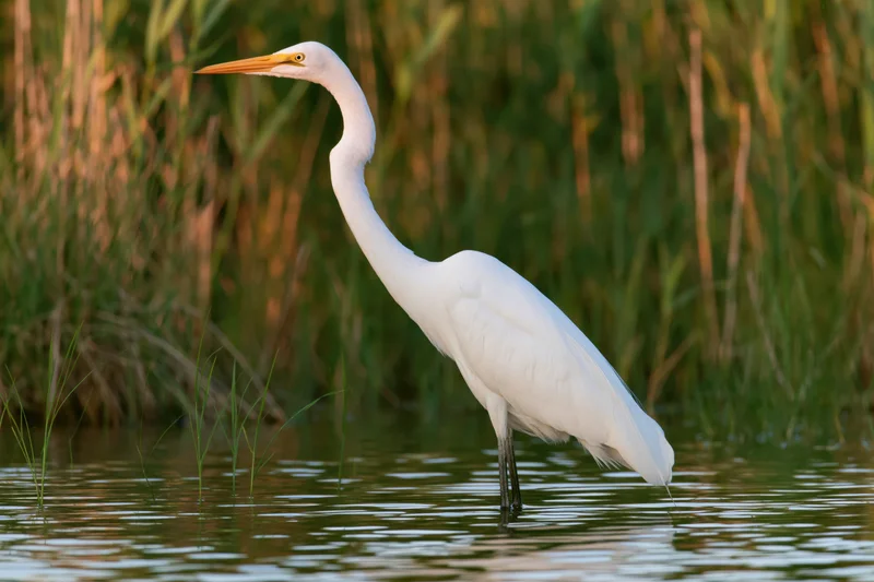 Great egret standing still in shallow wetland water with reeds in background