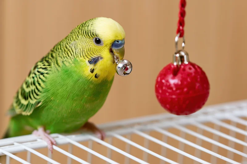 Green and yellow budgerigar perched on white cage bar holding silver bell toy near red hanging ornament