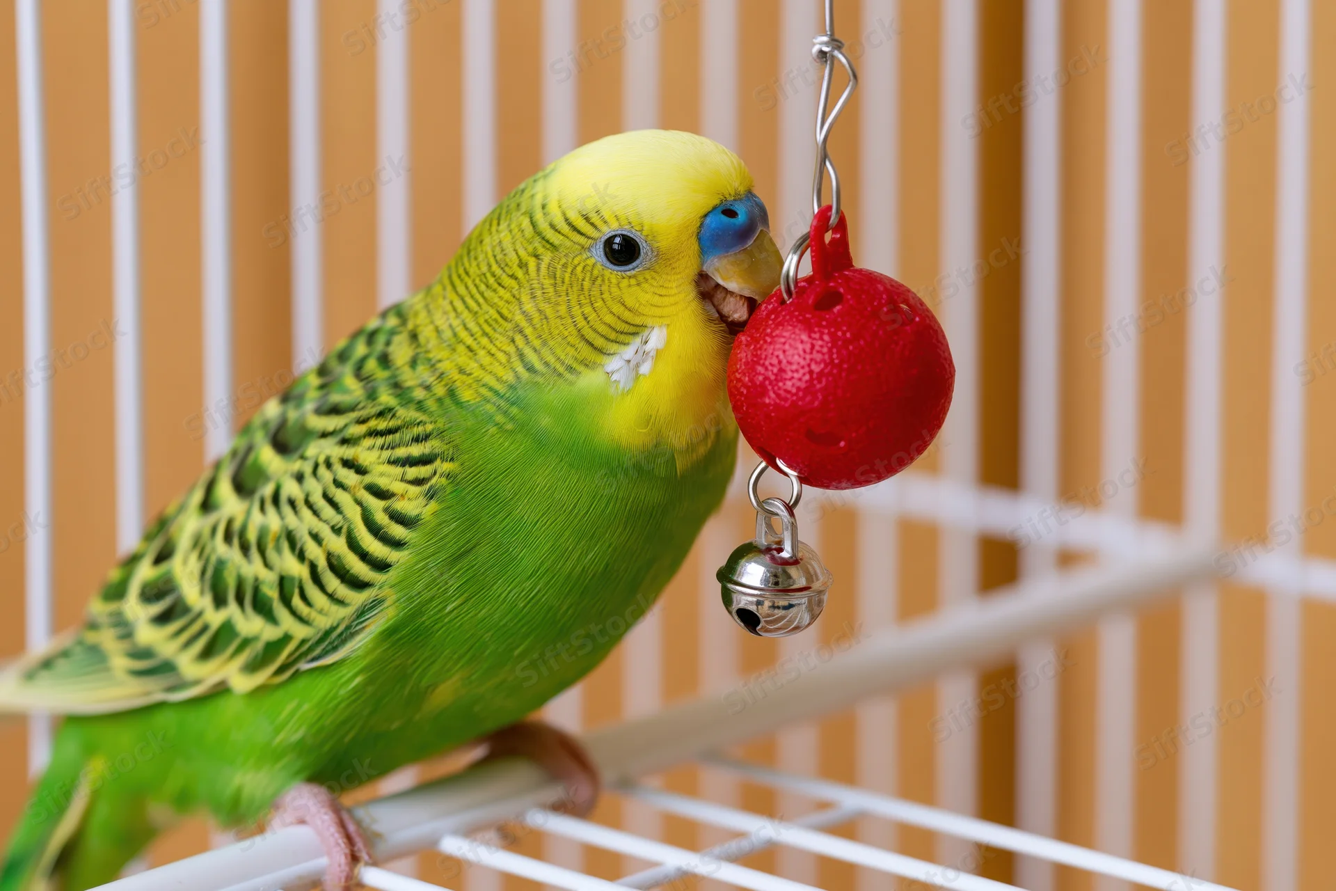 Green and yellow budgerigar perched sideways on white cage bar playing with red hanging bell toy