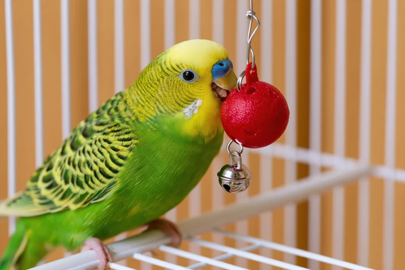 Green and yellow budgerigar perched sideways on white cage bar playing with red hanging bell toy