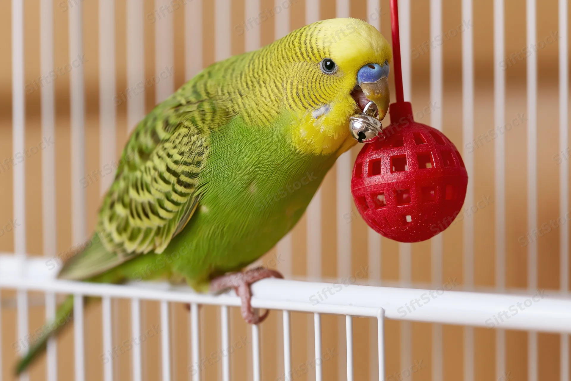 Green and yellow budgerigar perched sideways on white cage bar playing with red hanging bell toy