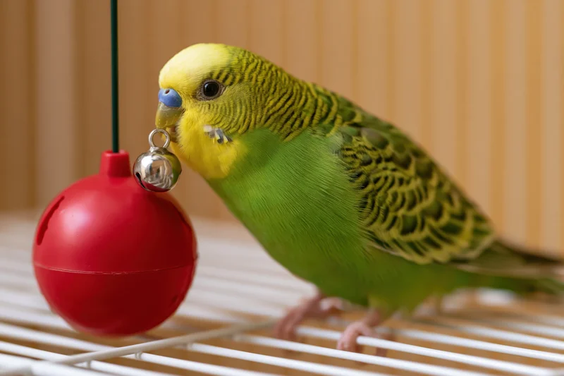 Green and yellow budgerigar perched sideways on white cage bar biting red hanging bell ornament