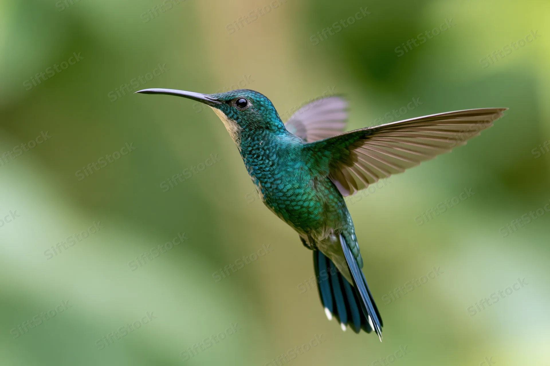 Green hummingbird hovering mid-flight with wings spread in natural foliage setting