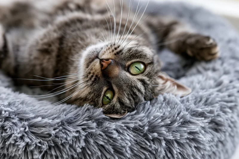 Grey tabby cat lying on its back on a fluffy grey pet bed