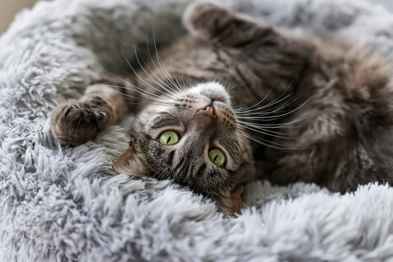 Grey tabby cat lying on its back on a fluffy grey pet bed