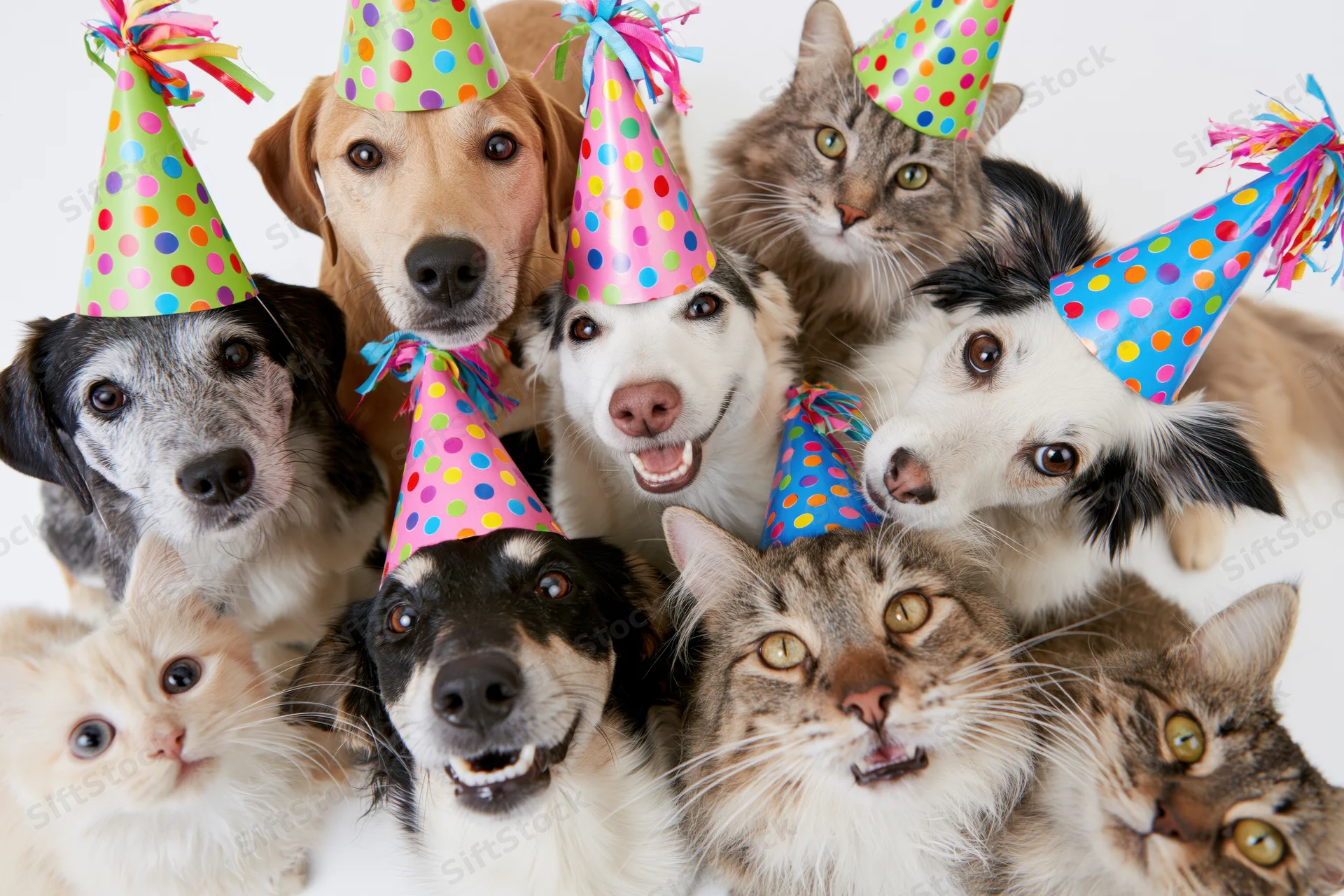 Group of dogs and cats wearing colorful polka-dot party hats in a studio setting