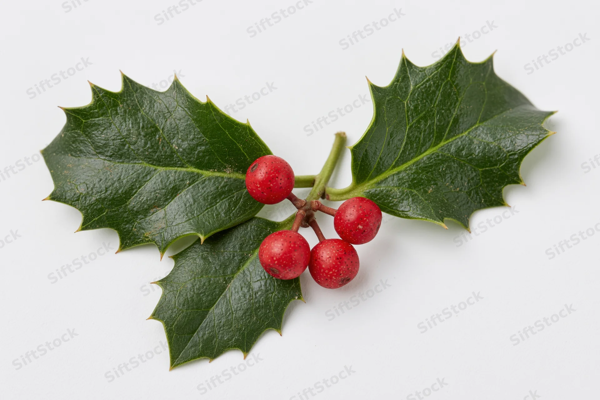 Holly sprig with three dark green spiky leaves and red berries on white background