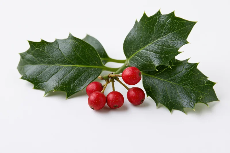 Holly sprig with dark green spiky leaves and red berries on white background