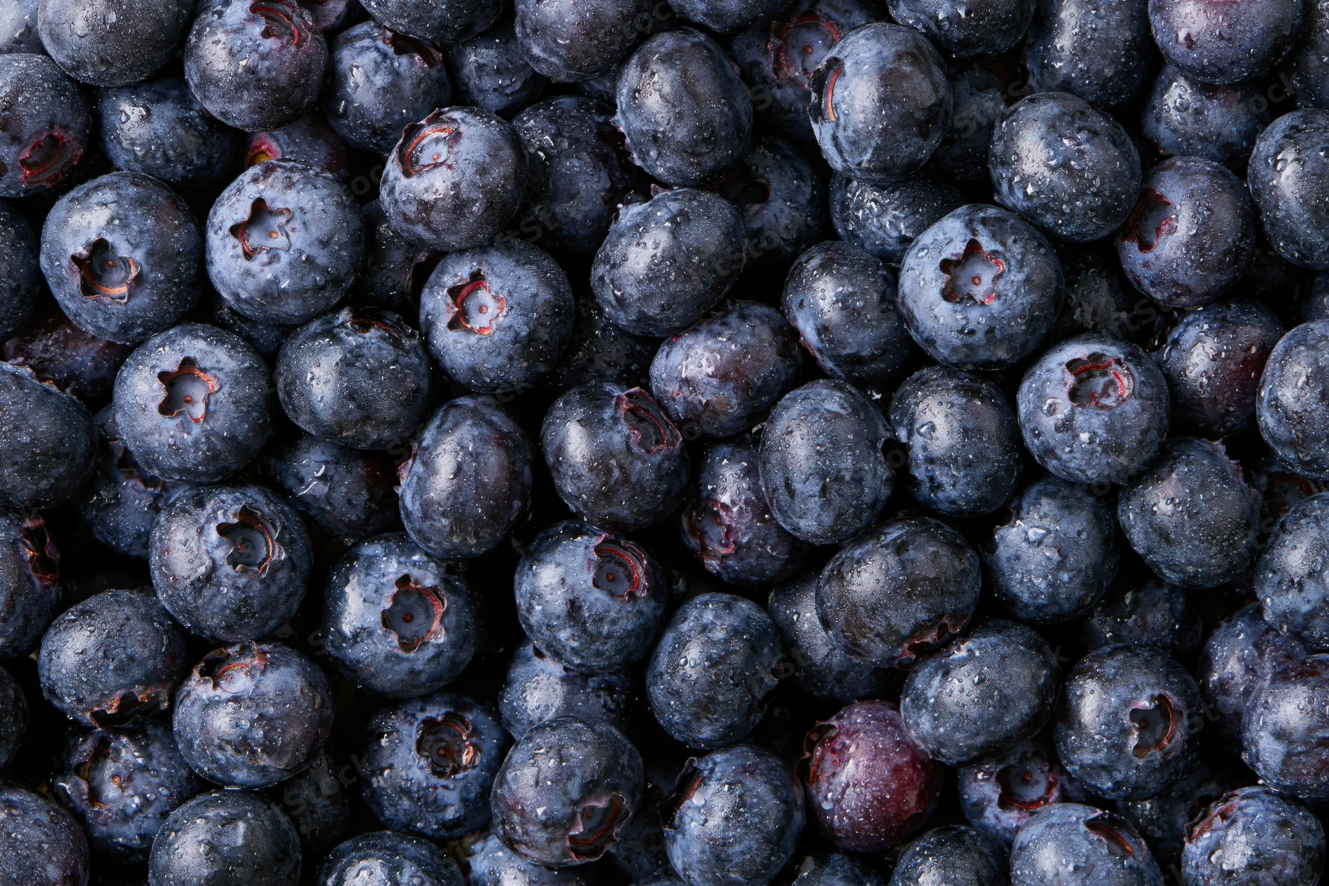 Closeup of fresh blueberries covered in water droplets filling the frame