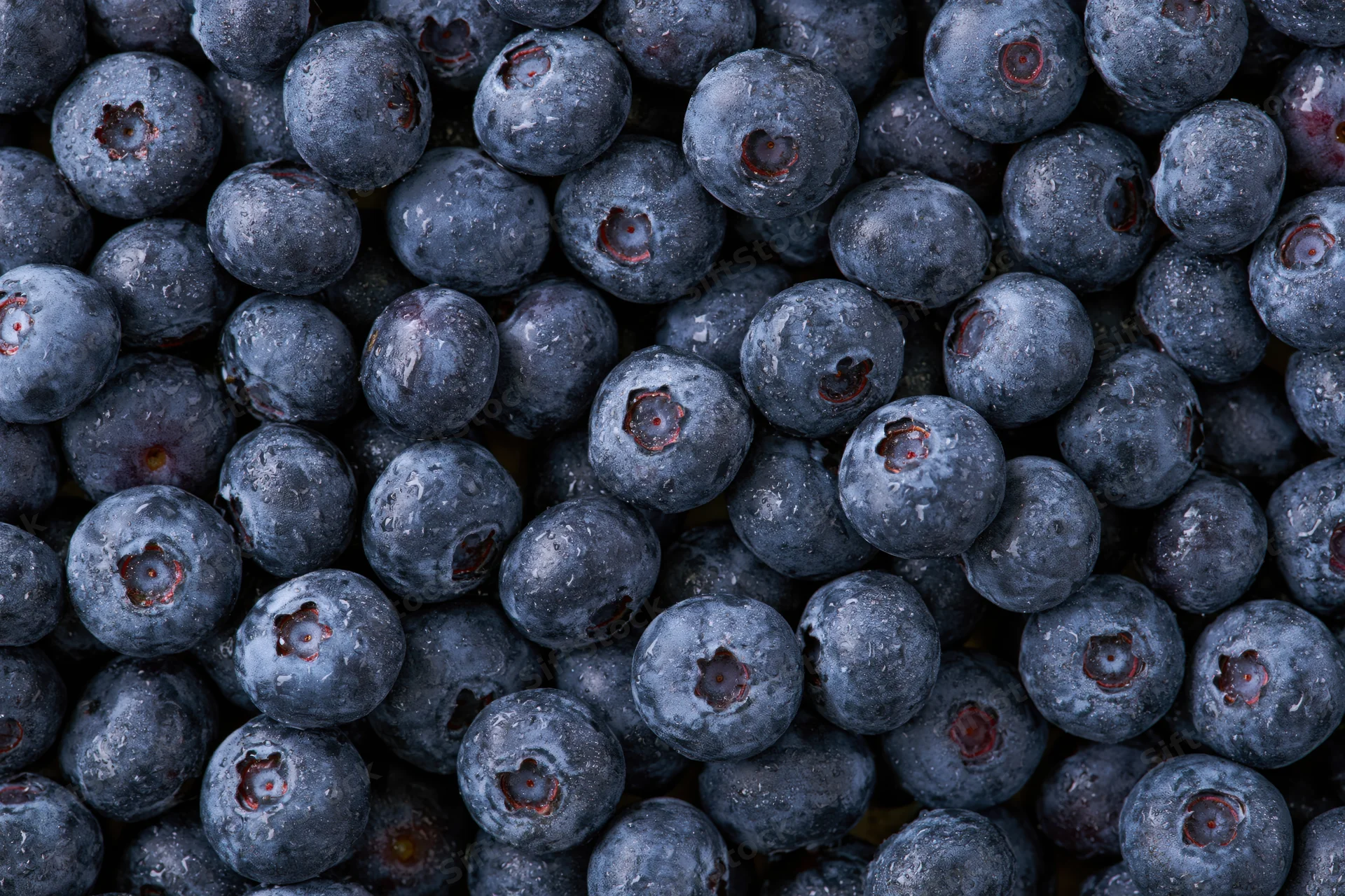 Closeup of fresh blueberries filling the frame with water droplets on their surface