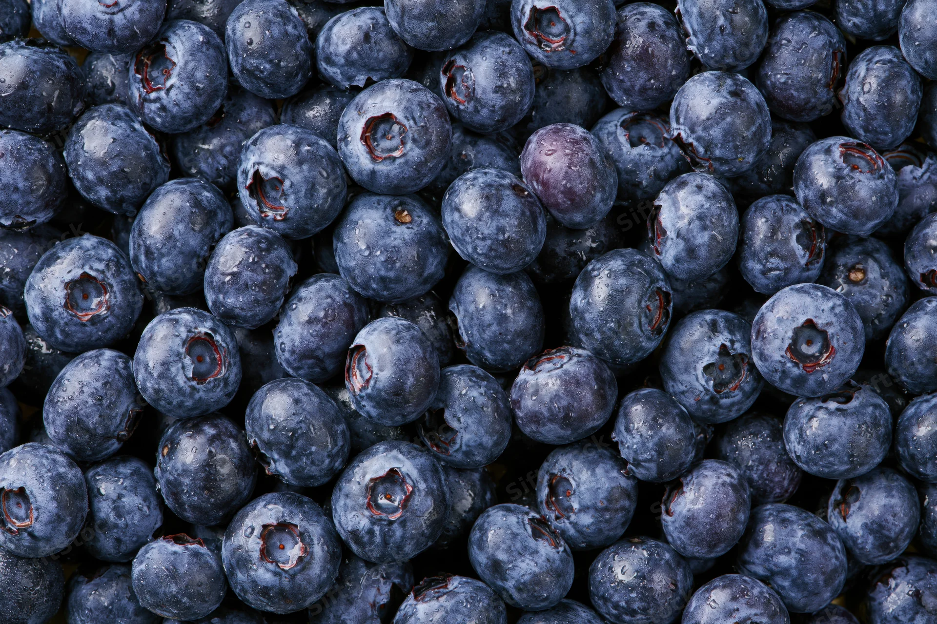 Closeup of fresh blueberries filling the frame with glossy texture and natural color