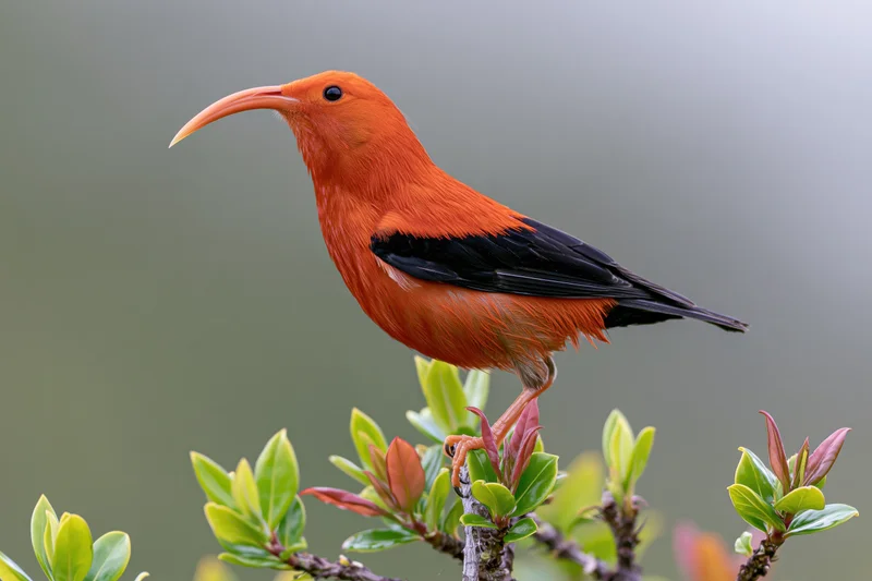 Iiwi honeycreeper perched on a branch with green foliage in a natural habitat