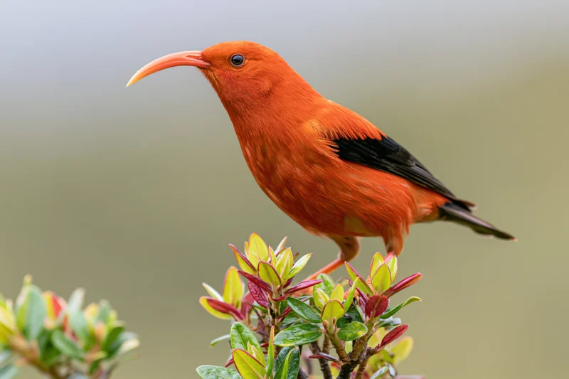 Orange iiwi honeycreeper perched on a green leafy branch in a blurred natural setting