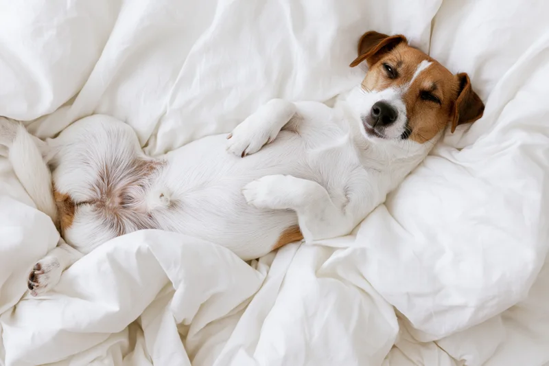 Jack russell terrier lying on its back in a bed with eyes half-closed surrounded by white bedding