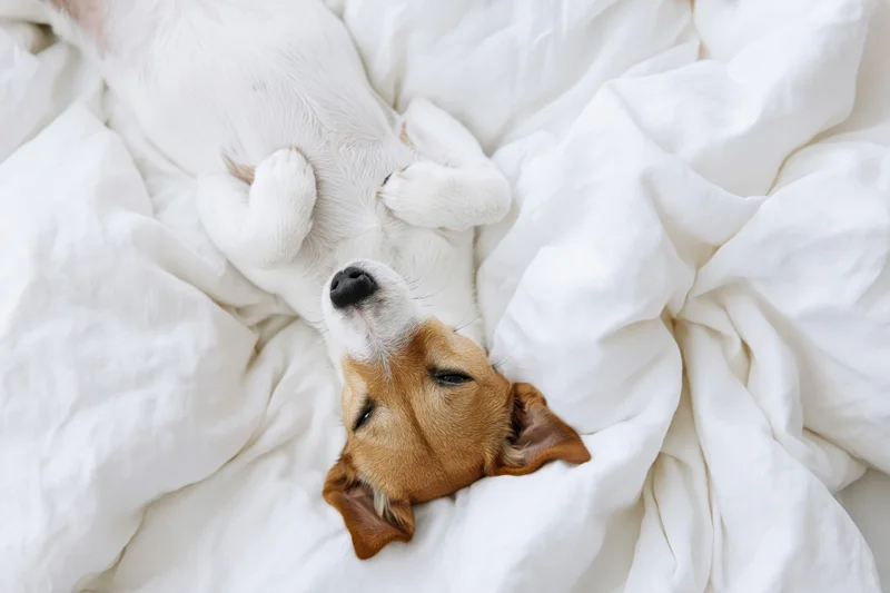 Jack russell terrier lying on its back in a white bed with eyes half-closed