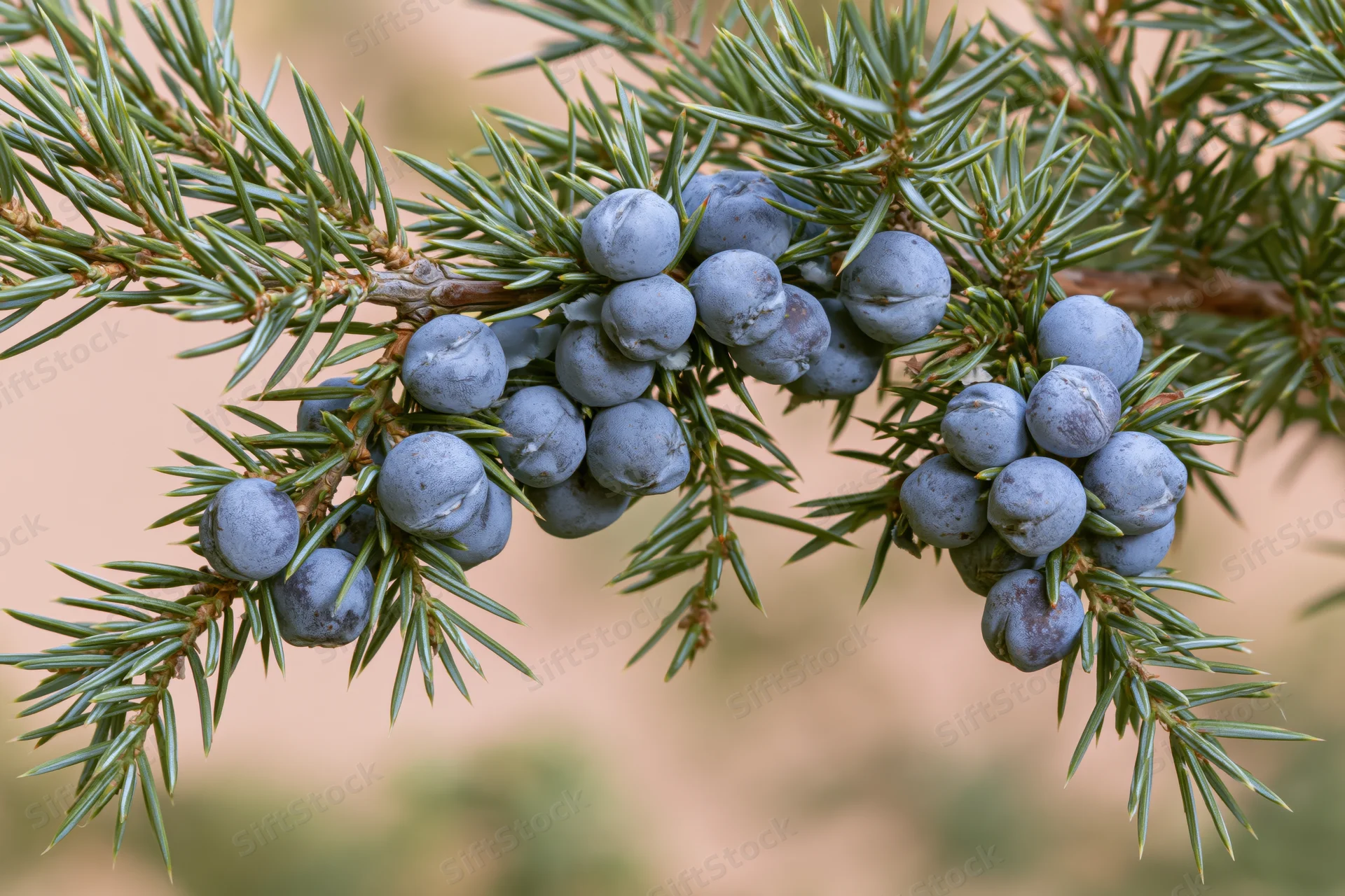 Juniper branch with clustered blue-grey berries nestled among needle-like foliage