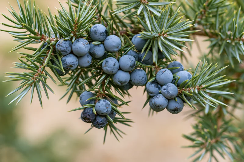 Juniper branch with clustered blue-grey berries nestled among needle-like foliage
