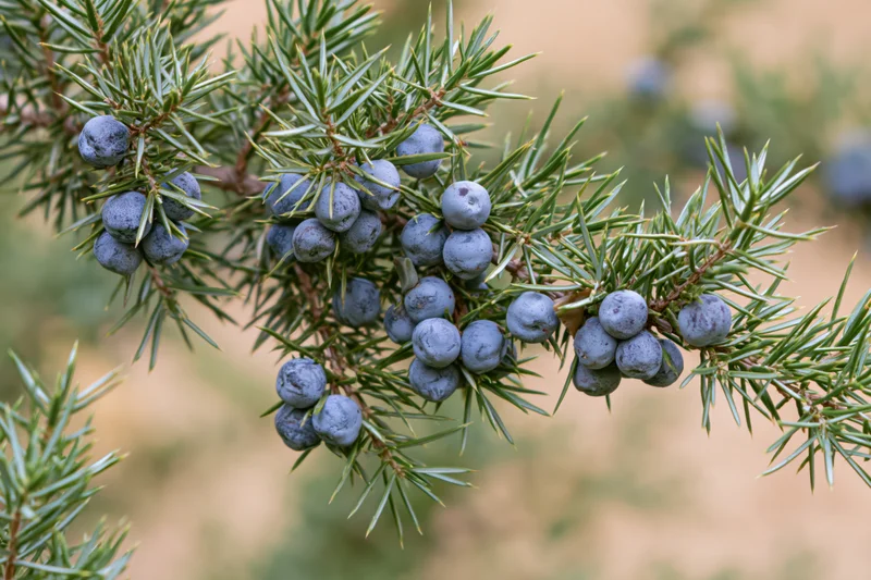 Juniper branch with clustered blue-grey berries nestled among needle-like foliage in a natural outdoor setting