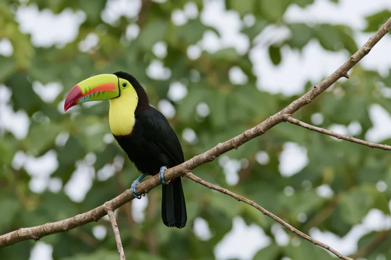 Keel-billed toucan perched on a diagonal branch in a lush green forest