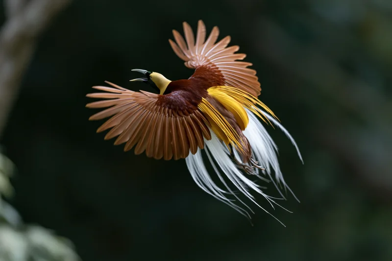 Lesser bird-of-paradise in mid-flight with wings fully spread against dark forest backdrop