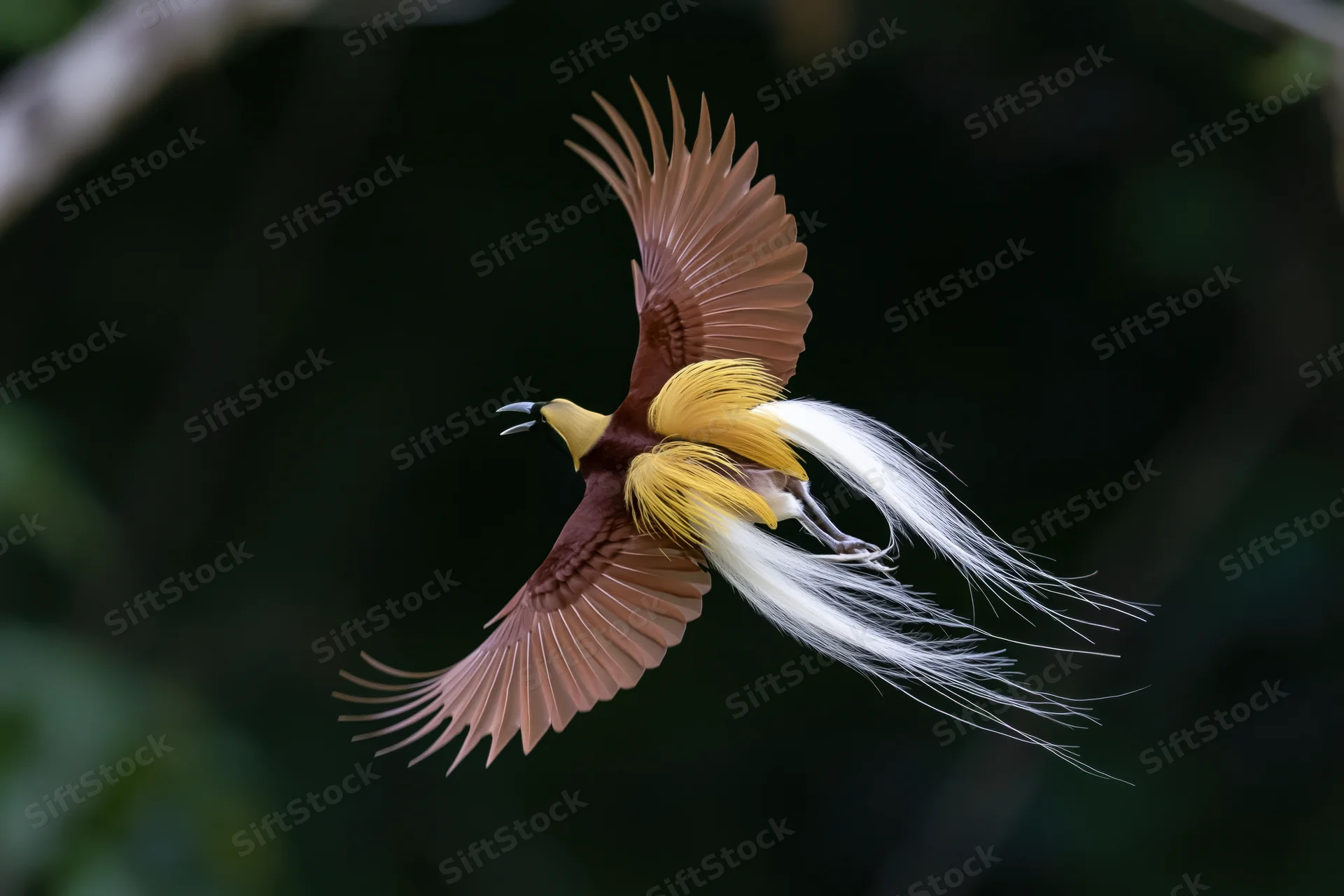 Lesser bird-of-paradise in mid-flight with wings fully spread against dark forest backdrop