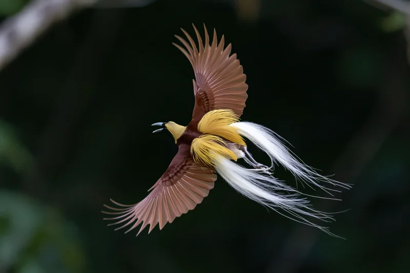 Lesser bird-of-paradise in mid-flight with wings fully spread against dark forest backdrop