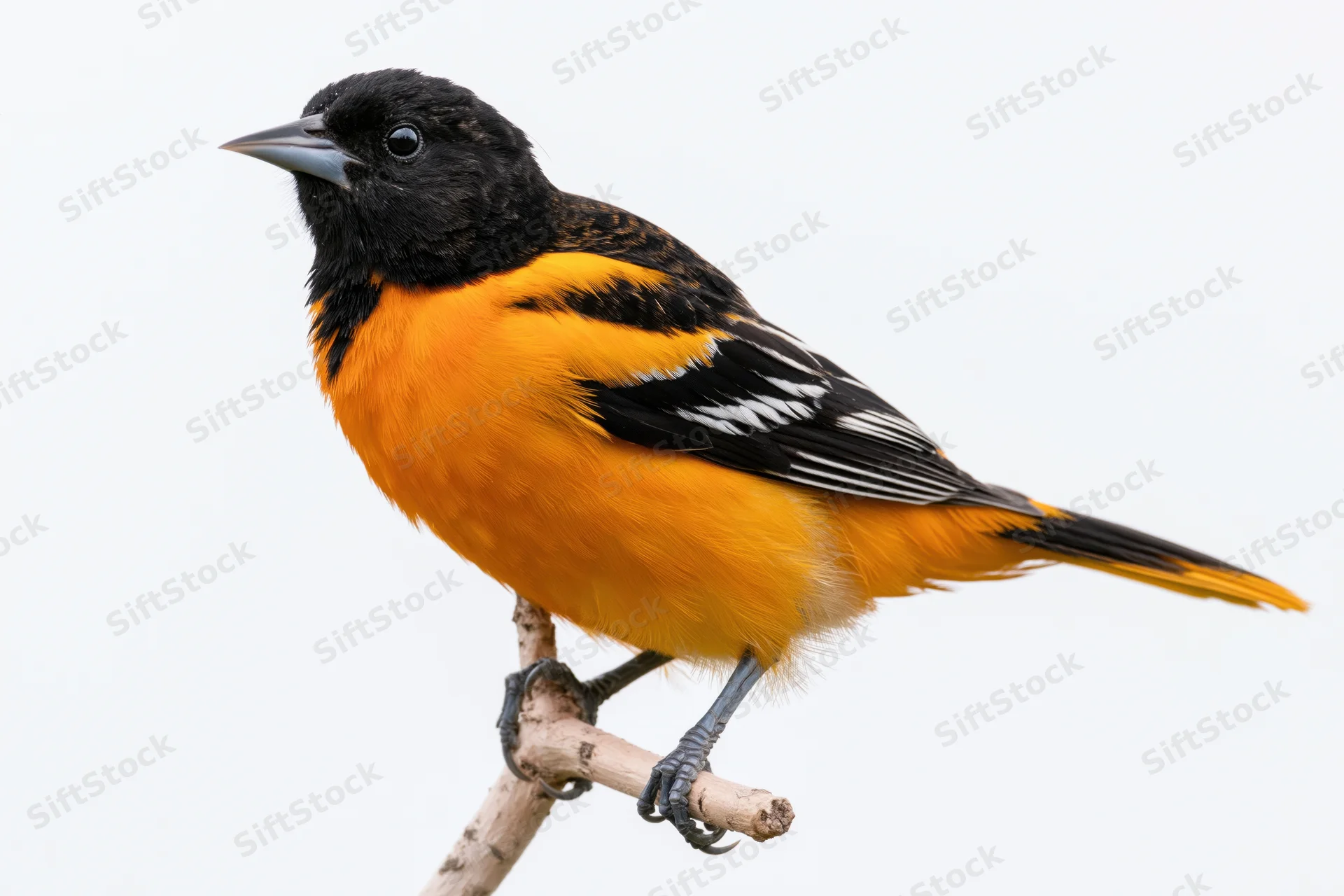 Male baltimore oriole perched on a bare wooden branch against white background