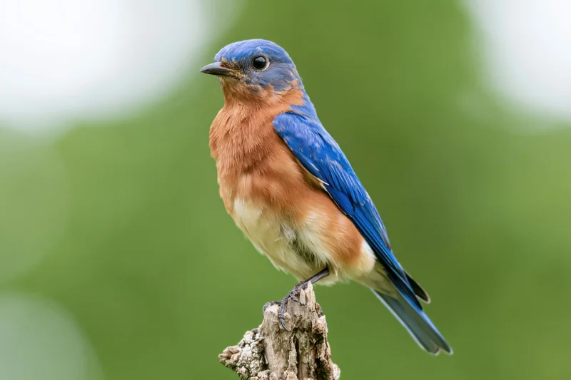 Male eastern bluebird perched upright on a weathered branch in a green outdoor setting