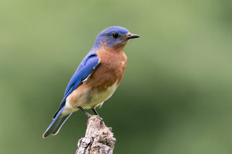 Male eastern bluebird perched upright on a weathered wooden branch in a green natural setting