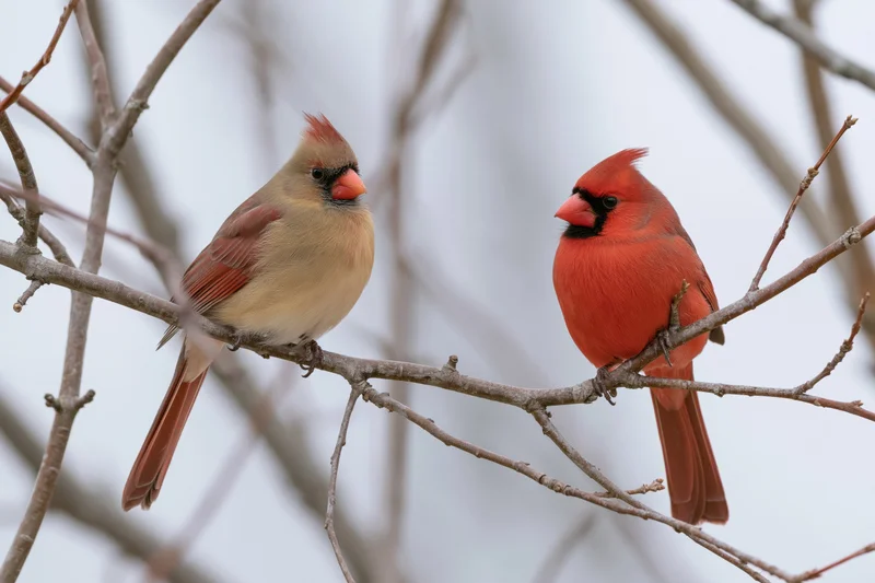 Male and female northern cardinal perched on bare winter tree branch