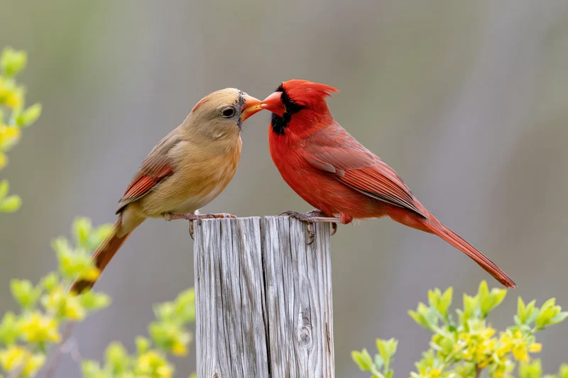 Male and female northern cardinal perched together on a wooden post feeding each other in a spring garden