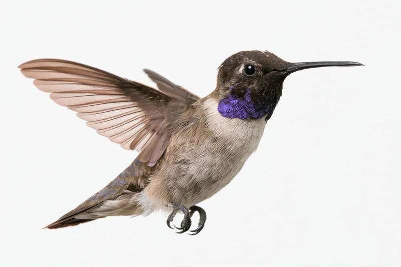 Male black-chinned hummingbird hovering mid-flight with wings spread against white background