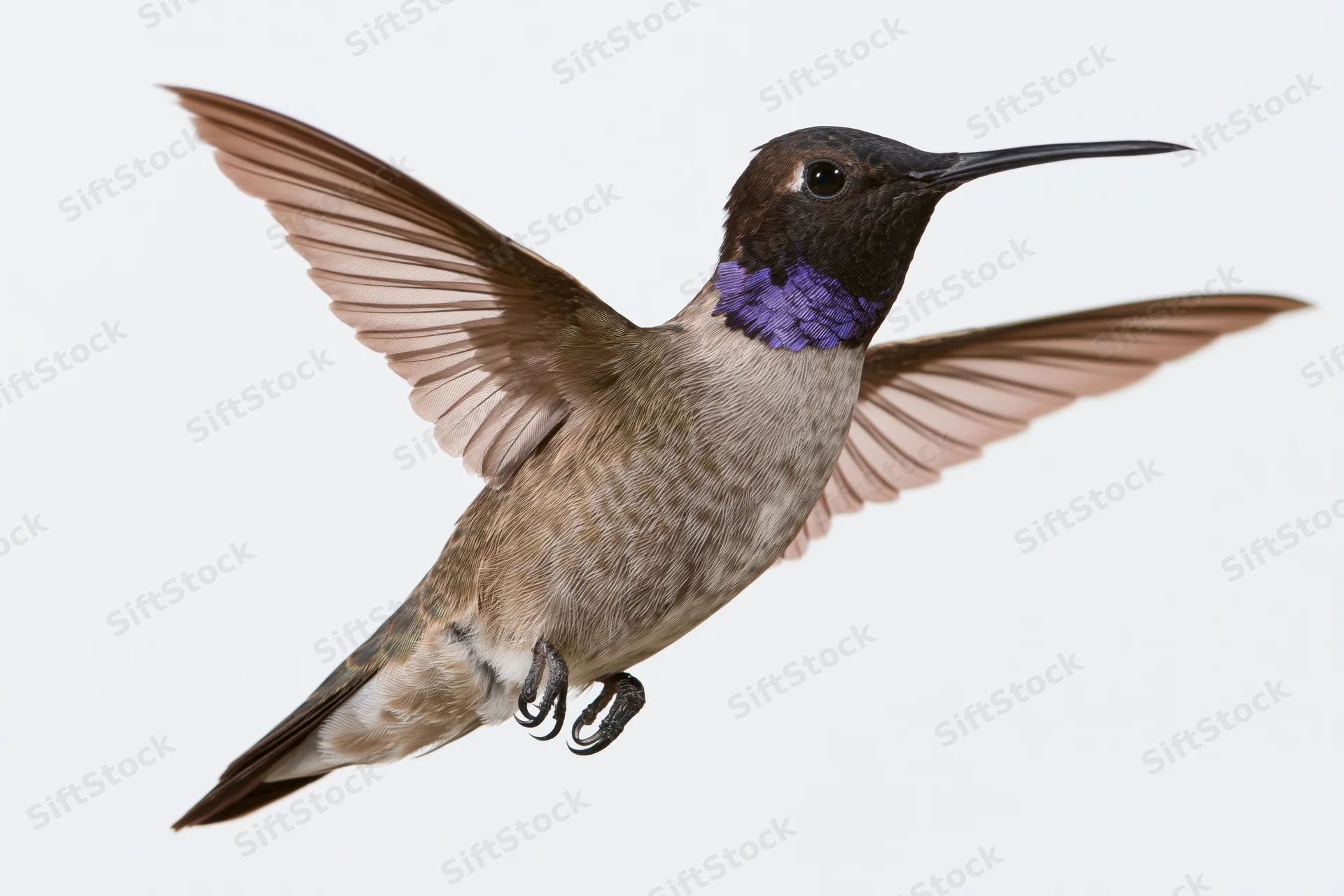 Male black-chinned hummingbird hovering mid-flight with wings spread against white background