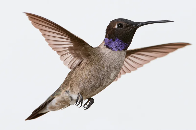 Male black-chinned hummingbird hovering mid-flight with wings spread against white background