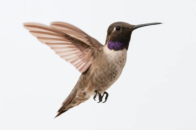 Male black-chinned hummingbird hovering mid-flight with wings spread against white background