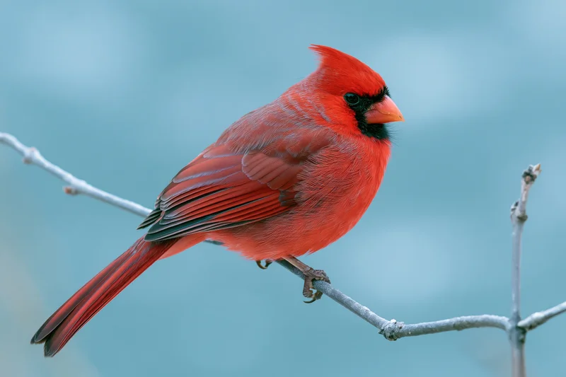 Male northern cardinal perched still on a bare winter branch