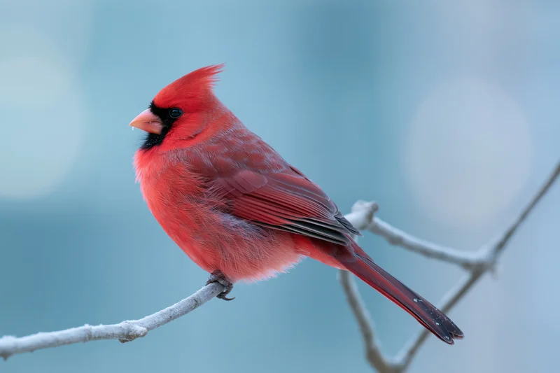 Male northern cardinal perched still on a bare winter branch