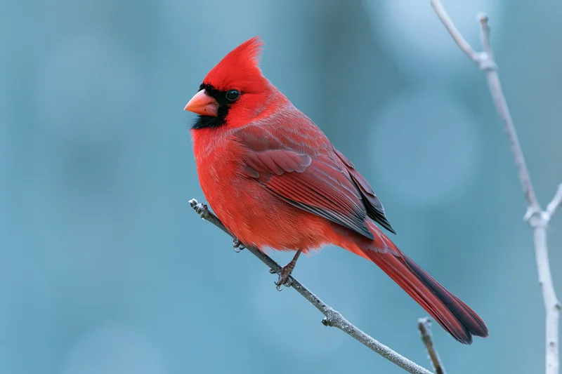 Male northern cardinal perched still on a bare winter branch