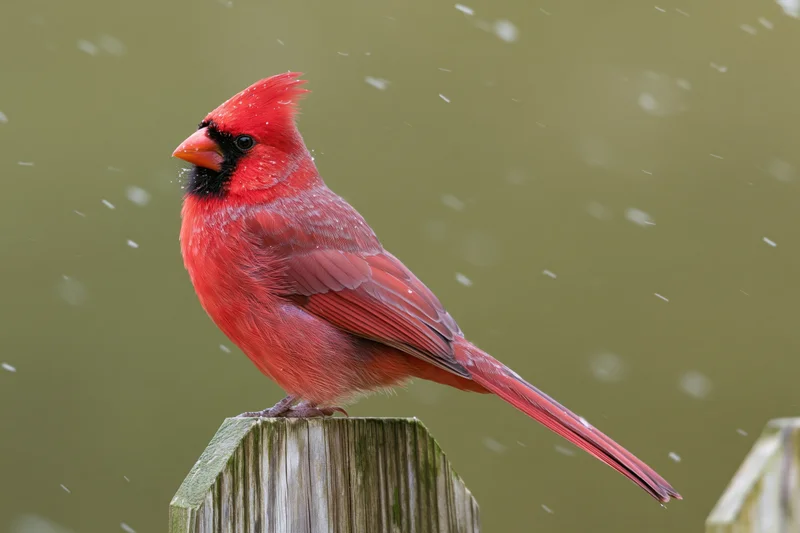 Male northern cardinal perched upright on a weathered wooden post in falling snow