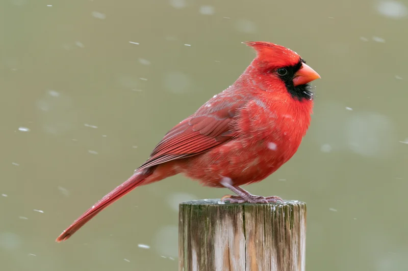 Male northern cardinal perched upright on a weathered wooden post in falling snow