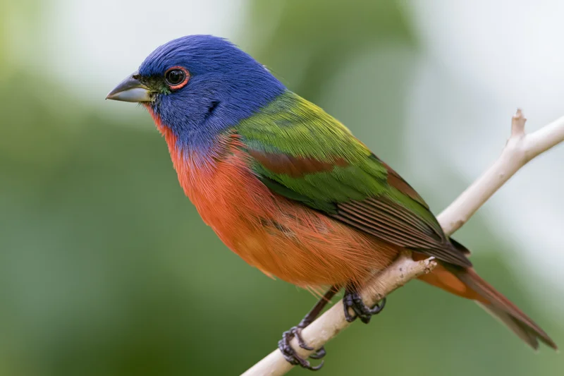 Male painted bunting perched on a bare pale branch facing left