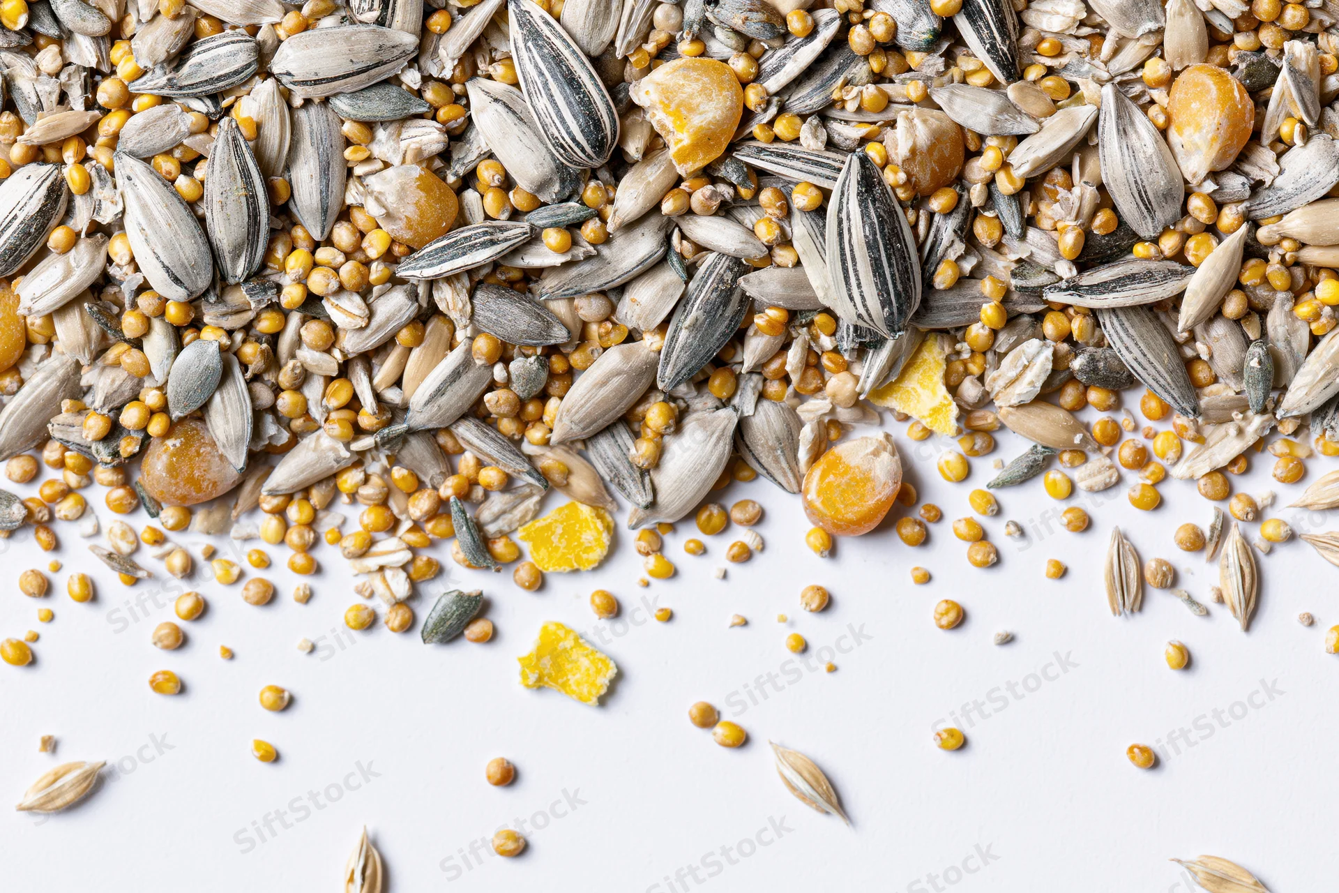 Mixed birdseed blend scattered across white surface in flat lay view