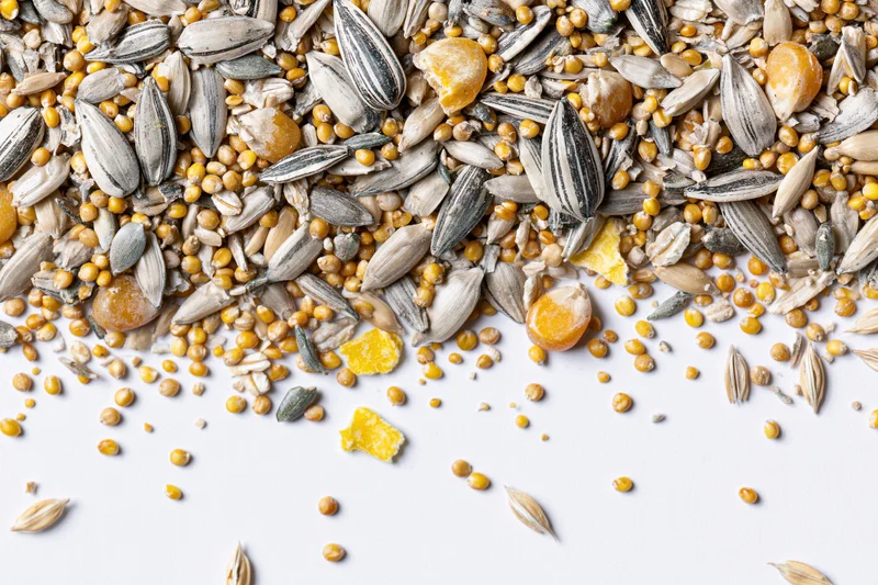 Mixed birdseed blend scattered across white surface in flat lay view