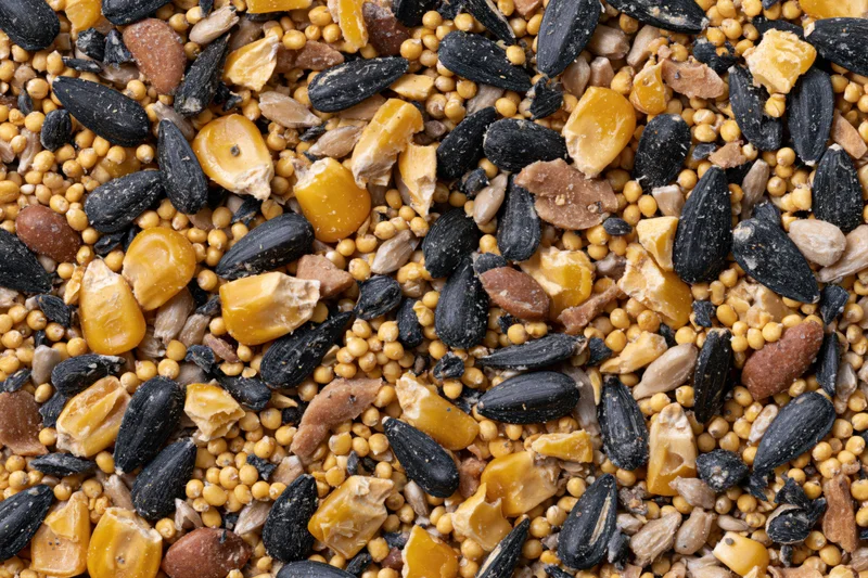 Mixed birdseed spread flat filling the frame overhead