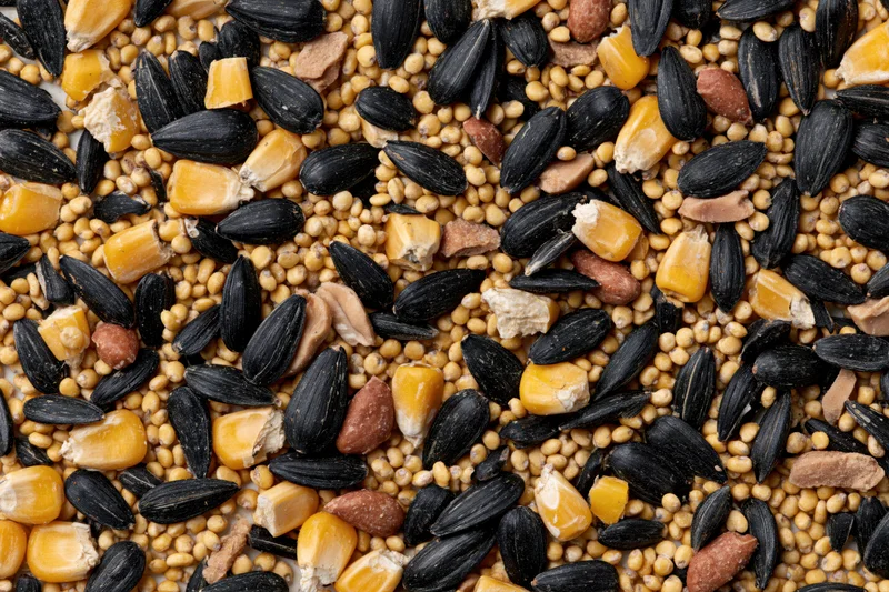 Mixed birdseed spread flat overhead filling the frame