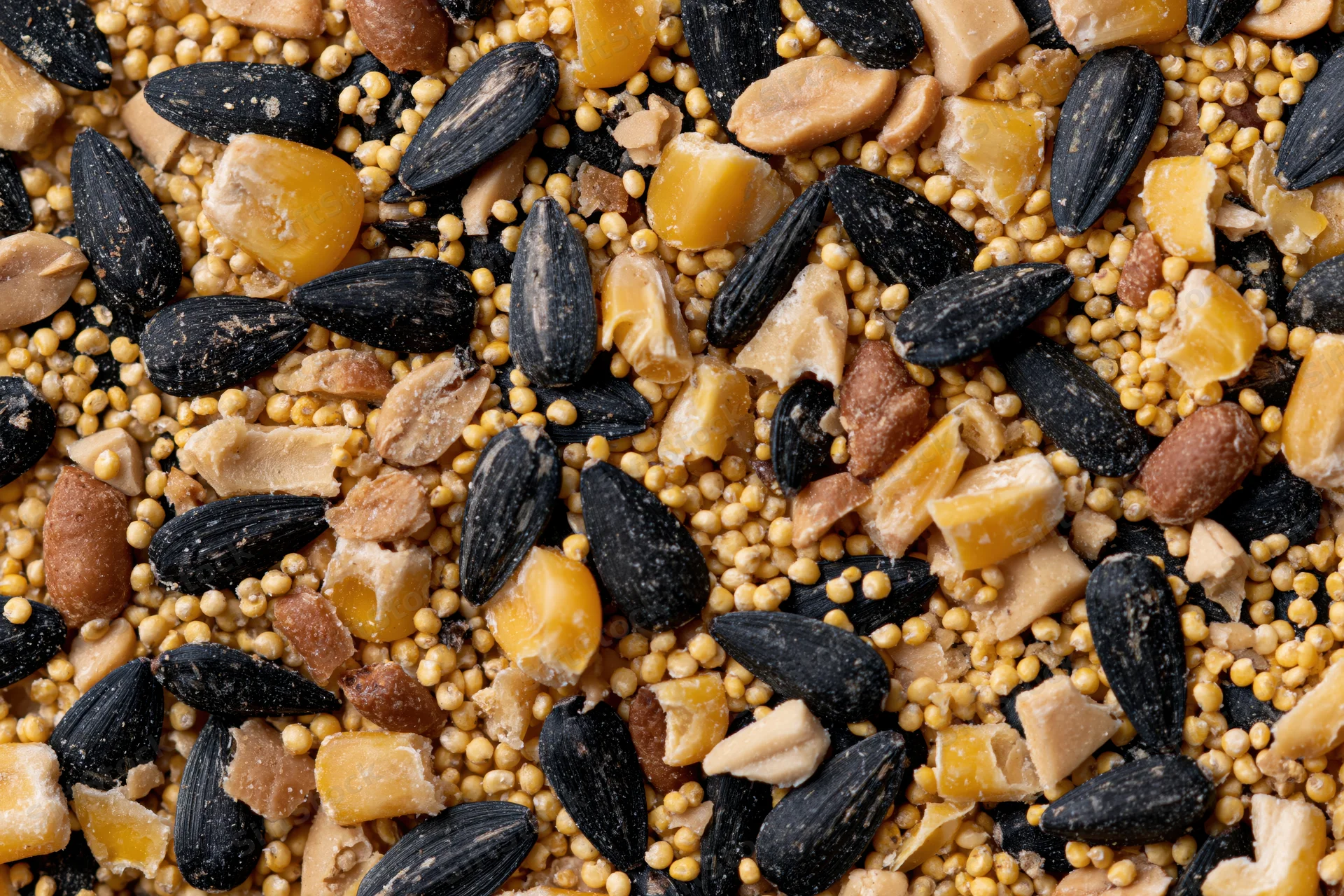 Mixed birdseed spread flat filling the frame overhead