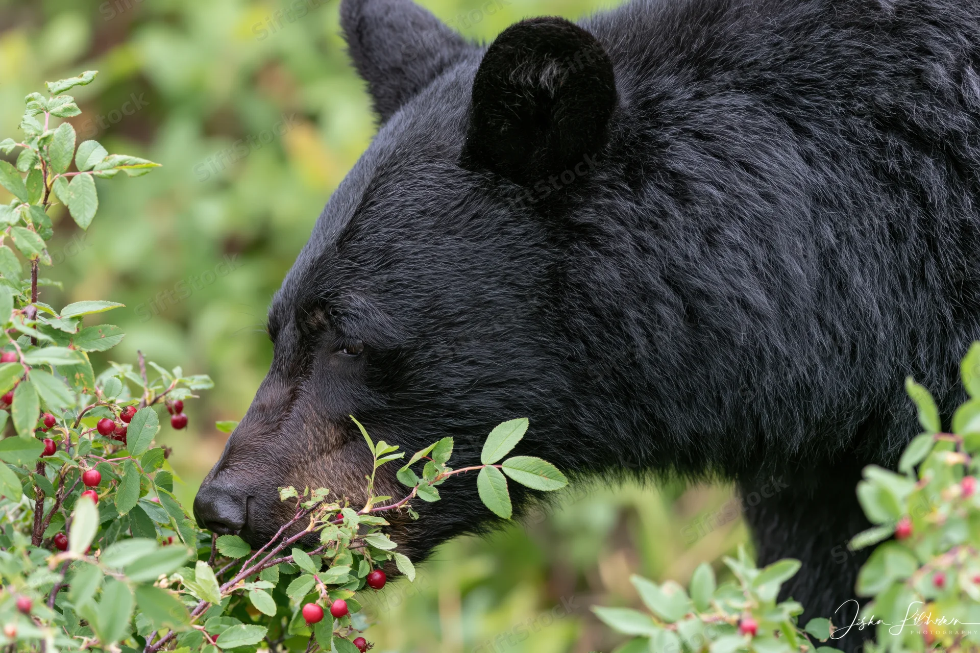 Black bear eating wild berries from a shrub in a forest setting